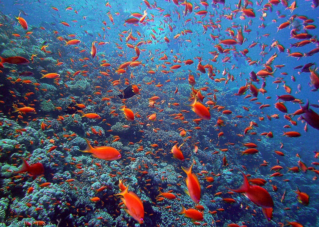 Красное море